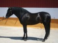 /album/caballos/don-event-jpg/